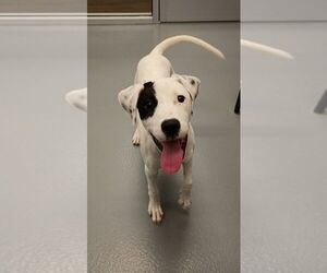 Mutt Dogs for adoption in Hilton Head, SC, USA