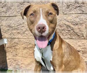 American Staffordshire Terrier-Unknown Mix Dogs for adoption in Raleigh, NC, USA