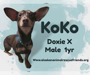 Chiweenie Dogs for adoption in Anchorage, AK, USA