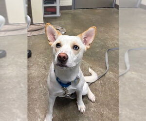 Pomsky Dogs for adoption in Waterford, VA, USA