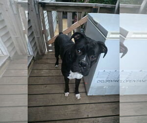 Boxer Dogs for adoption in Woodbury, MN, USA