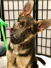 Medium Photo #1 German Shepherd Dog-Unknown Mix Puppy For Sale in Princeton, MN, USA
