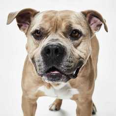American Bandogge mastiff Dogs for adoption in Dallas, TX, USA