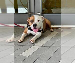 American Bulldog Dogs for adoption in San Martin, CA, USA