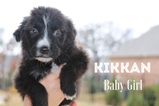 Australian Retriever Dogs for adoption in Coppell, TX, USA