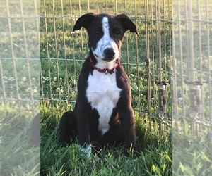 Lab-Pointer Dogs for adoption in Potomac, MD, USA