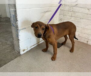 German Shepherd Dog-Unknown Mix Dogs for adoption in San Bernardino, CA, USA