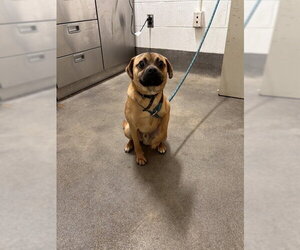 Pug Dogs for adoption in Forestville, MD, USA