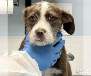 Mutt Dogs for adoption in Washington, DC, USA