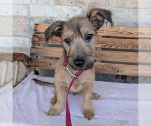 Mutt Dogs for adoption in Chico, CA, USA