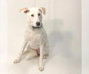 Labrador Retriever Dogs for adoption in Show Low, AZ, USA