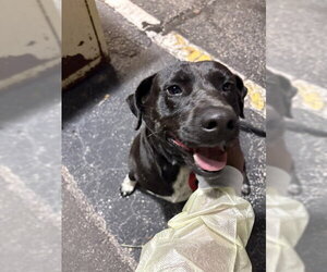Mutt Dogs for adoption in St. Cloud, FL, USA