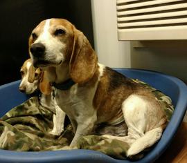 Beagle Dogs for adoption in Wallops Island, VA, USA