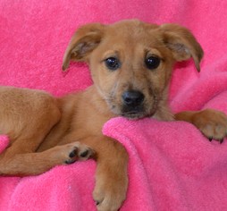 Australian Retriever Dogs for adoption in Mukwonago, WI, USA