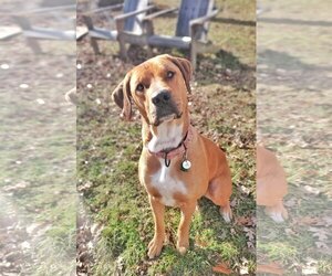 Labrador Retriever-Unknown Mix Dogs for adoption in Fultonham, NY, USA