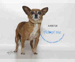 Chihuahua Dogs for adoption in Moreno Valley, CA, USA