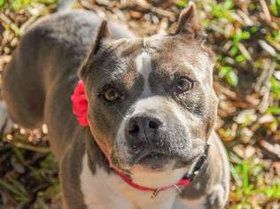 Staffordshire Bull Terrier Dogs for adoption in Fairhope, AL, USA