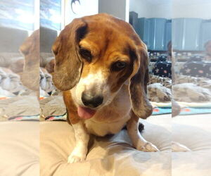 Beagle Dogs for adoption in Dunnellon, FL, USA