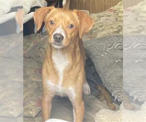 Chihuahua Dogs for adoption in Long Beach, CA, USA