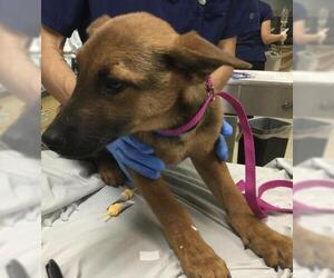 Australian Shepherd-German Shepherd Dog Mix Dogs for adoption in Riverside, CA, USA