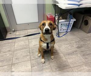 Boxer-Pointer Mix Dogs for adoption in Grand Prairie, TX, USA