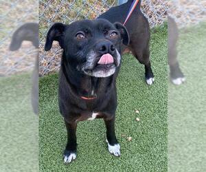 Labrador Retriever-Unknown Mix Dogs for adoption in Fayetteville, NC, USA