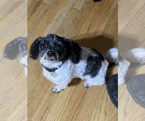 Shih Tzu Dogs for adoption in Rockville, MD, USA