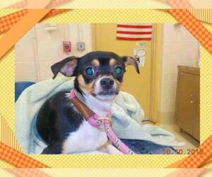 Chihuahua-Unknown Mix Dogs for adoption in Centreville, VA, USA