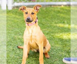 Doberman Pinscher-Unknown Mix Dogs for adoption in Camarillo, CA, USA