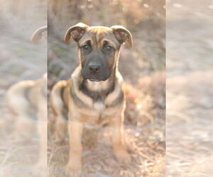 Mutt Dogs for adoption in FRAMINGHAM, MA, USA