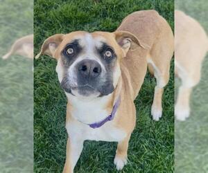 American Pit Bull Terrier-Unknown Mix Dogs for adoption in Bakersfield, CA, USA