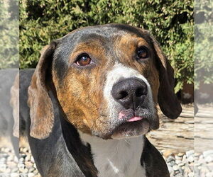 Basset Hound Dogs for adoption in Albuquerque, NM, USA