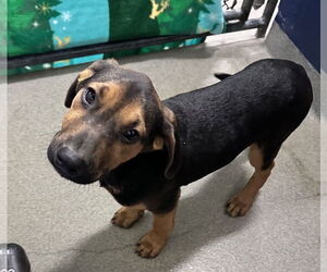 Beagle-Unknown Mix Dogs for adoption in Sterling, MA, USA