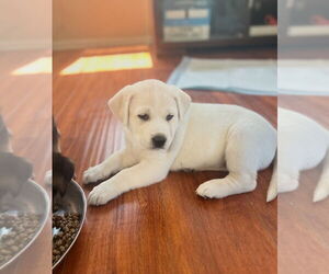 Labrador Retriever-Unknown Mix Dogs for adoption in Dana Point, CA, USA
