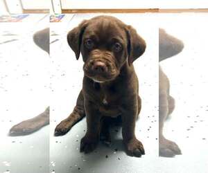 Labrador Retriever-Saint Bernard Mix Dogs for adoption in Fenton, MO, USA