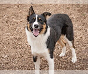 Australian Shepherd Dogs for adoption in Santa Cruz, CA, USA