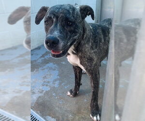 Catahoula Leopard Dog-Unknown Mix Dogs for adoption in Corpus Christi, TX, USA