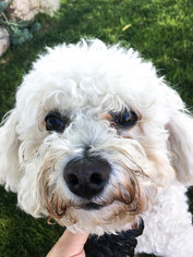 Bichon Frise Dogs for adoption in Spanish Fork, UT, USA