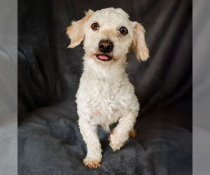 Dachshund-Poodle (Toy) Mix Dogs for adoption in Albuquerque, NM, USA