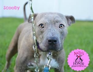 American Pit Bull Terrier-Unknown Mix Dogs for adoption in Bradenton, FL, USA