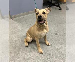 Mutt Dogs for adoption in Orange, CA, USA