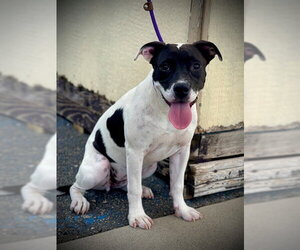 American Pit Bull Terrier-Unknown Mix Dogs for adoption in San Andreas, CA, USA