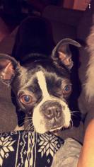 Boston Terrier Dogs for adoption in Alexander, AR, USA