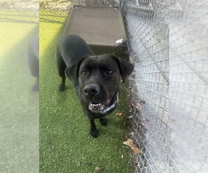 Labrador Retriever-Unknown Mix Dogs for adoption in Pasadena, TX, USA