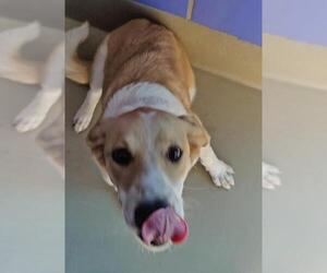 Beago Dogs for adoption in Minneapolis, MN, USA