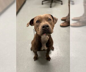 American Pit Bull Terrier Dogs for adoption in Baytown, TX, USA