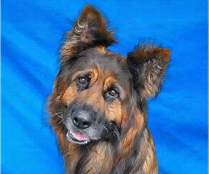 German Shepherd Dog Dogs for adoption in Pasadena, CA, USA