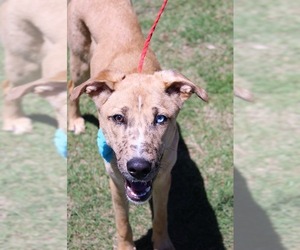 Australian Shepherd Dogs for adoption in Arlington, TX, USA