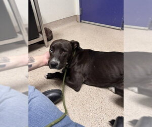 Mutt Dogs for adoption in Bakersfield, CA, USA