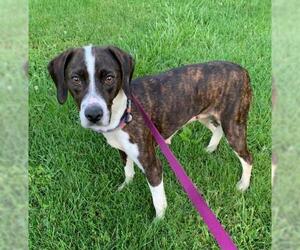 Mutt Dogs for adoption in Clintwood, VA, USA